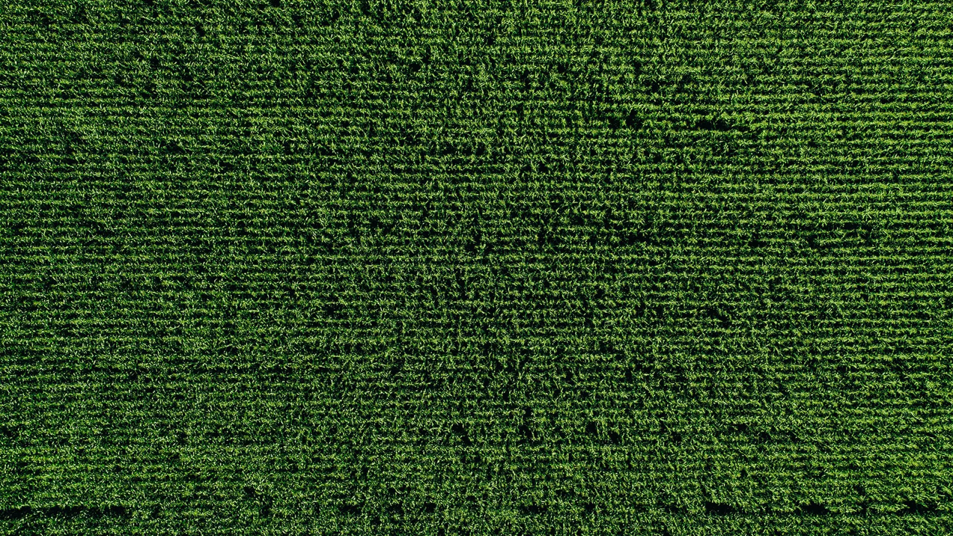Green Grass