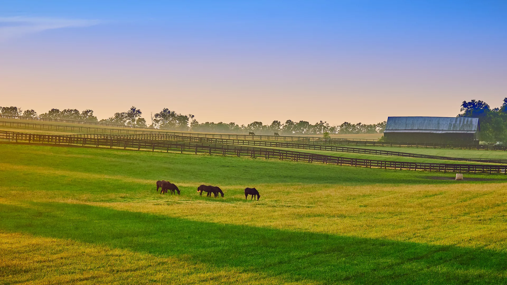 Thoroughbred Horses Grazing at Sunset